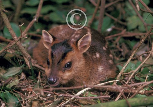 Muntjac Deer Fawn DM0135